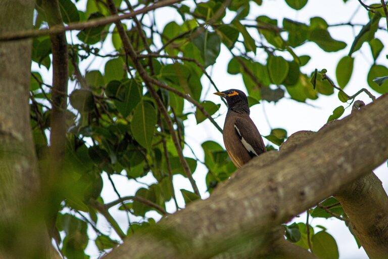 Exploring the Influence of Housing Affordability on Election Outcomes